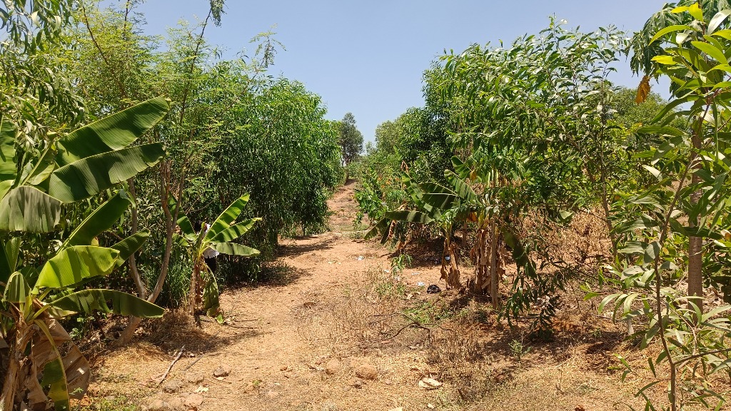 Palghar Watershed & Agro-Forestry Project